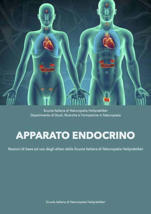 Sistema endocrino